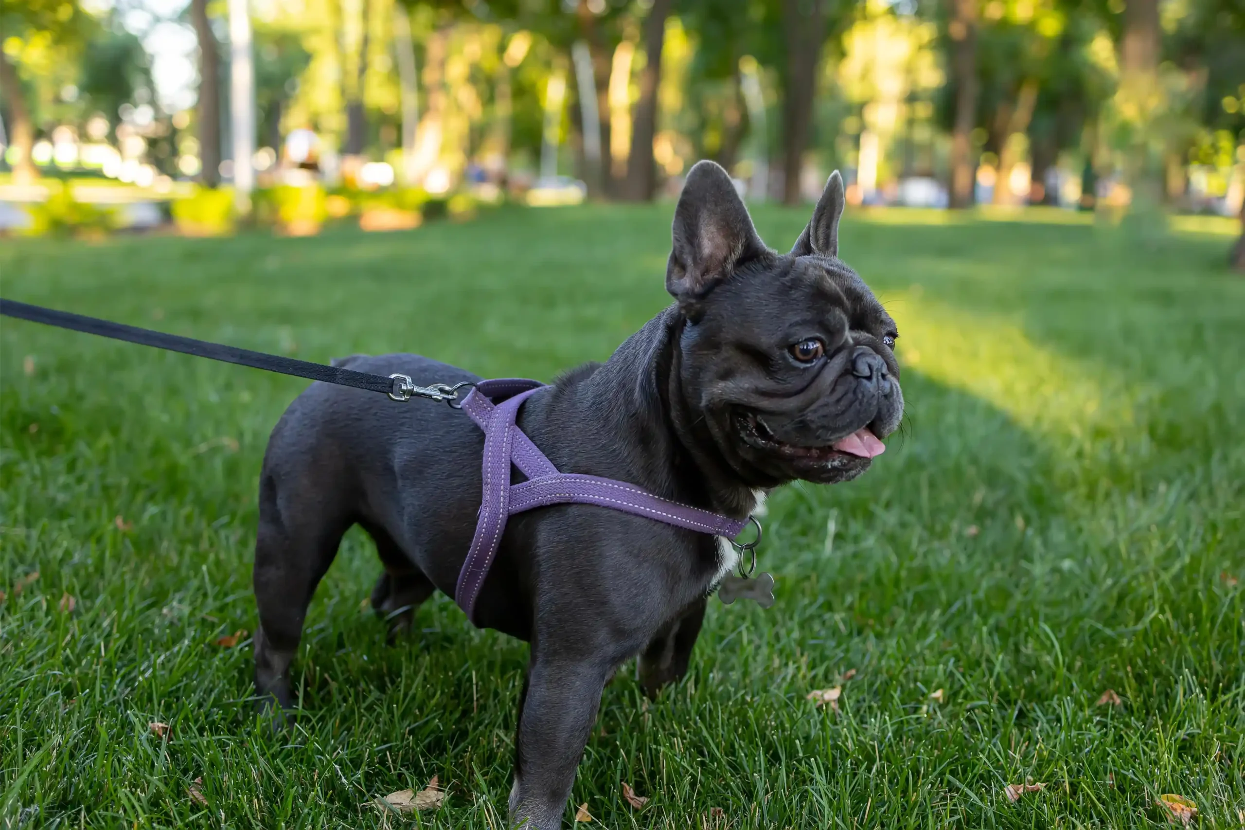 En bulldog promenerar med sele och koppel