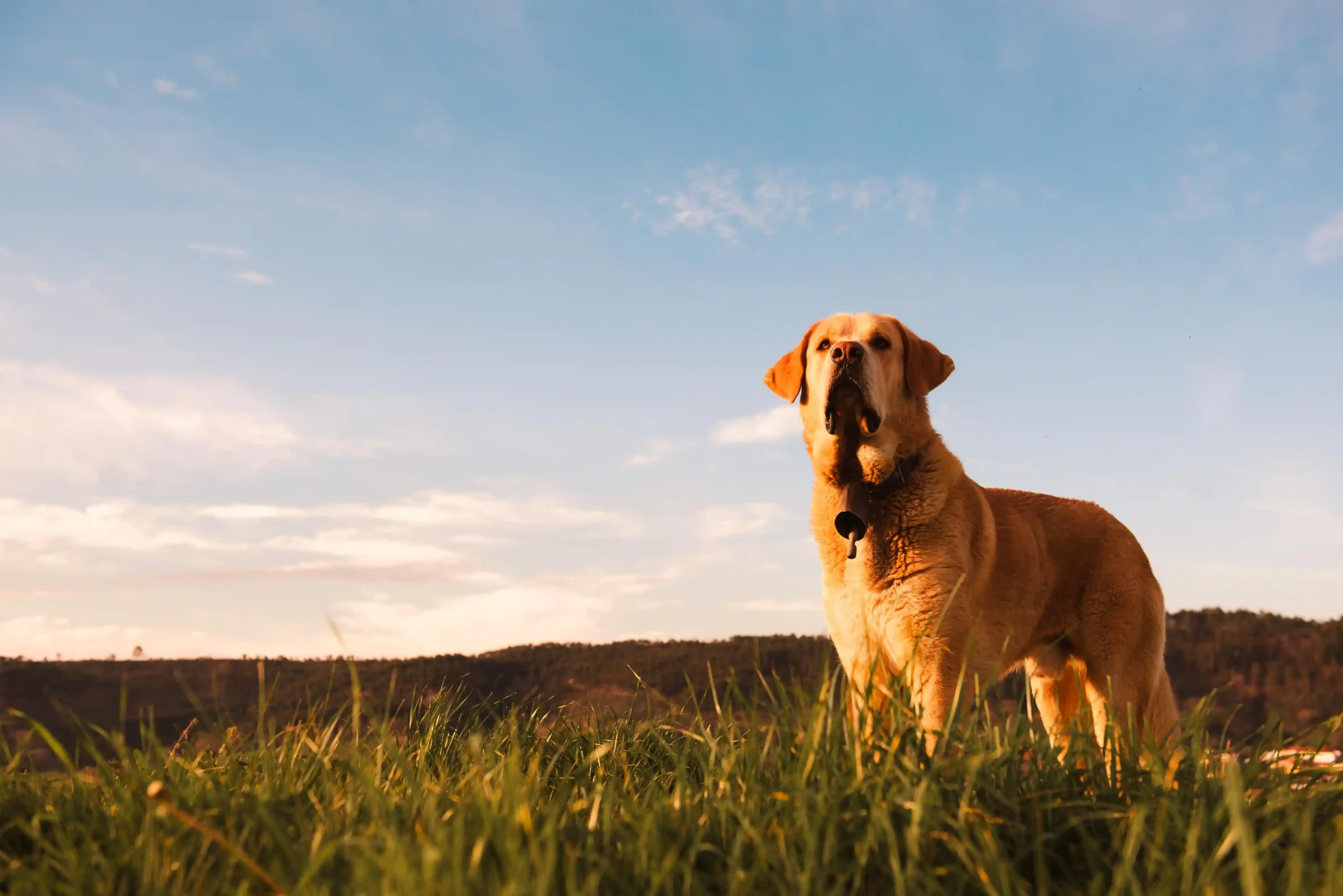 En glad hund springer i ett fält under blå himmel, vilket speglar ett positivt Sveland omdöme för aktiva husdjur