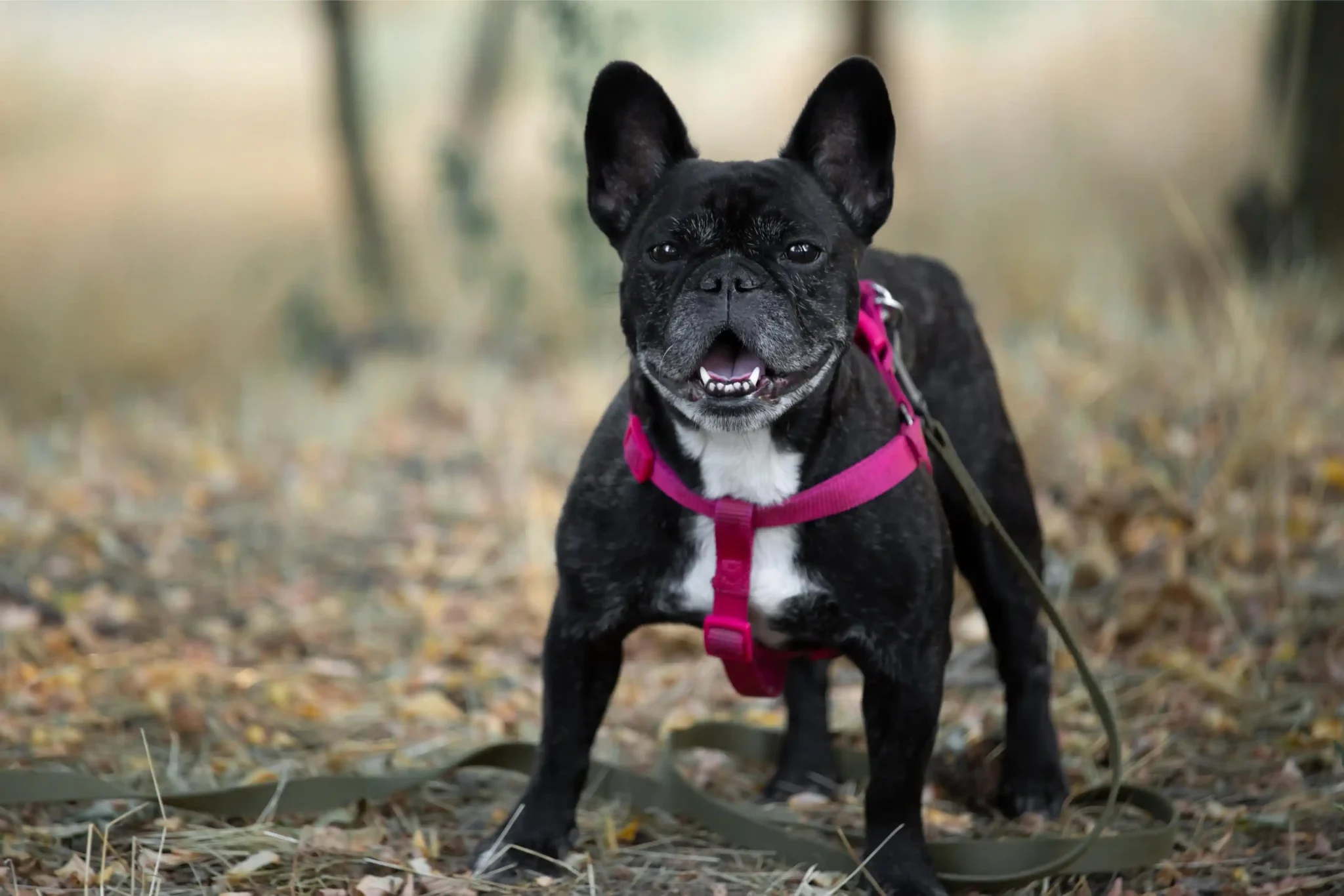 Bäst Hundselar