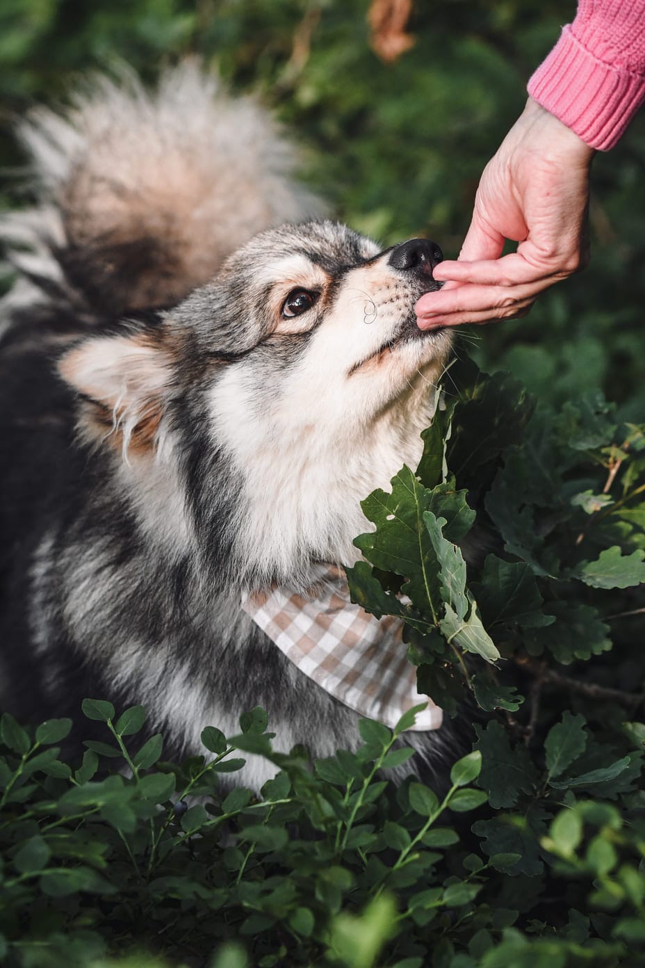 Sveland Djurförsäkringar